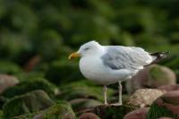 Larus argentatus