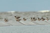 Mergus merganser