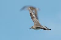 Calidris canutus