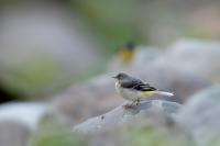 Madeira fauna