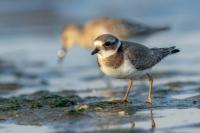 Charadrius hiaticula