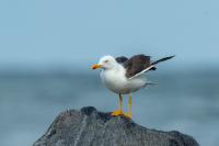 Larus fuscus