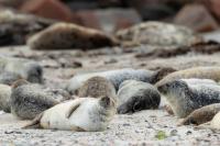 Harbor seal