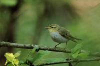 Phylloscopus sibilatrix