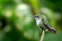 Dominican Republic-FAUNA