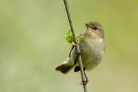 Phylloscopus collybita