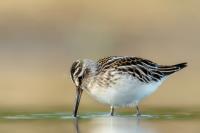 Calidris falcinellus