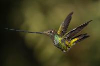 ECUADOR-FAUNA