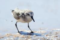 Calidris pusilla      