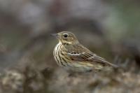 Anthus trivialis