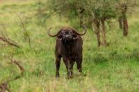 African buffalo