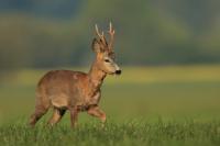 Roe deer