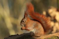 Red squirrel