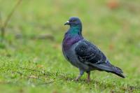 Columba livia domestica