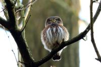 Glaucidium passerinum 