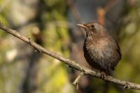 Turdus merula