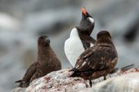 Antartica fauna