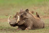 Common warthog