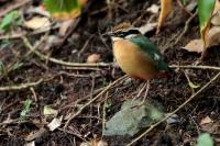 Sri Lanka FAUNA