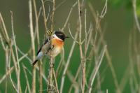 Saxicola rubicola