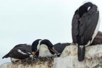 Phalacrocorax bransfieldensis