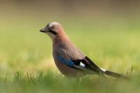 Garrulus glandarius