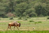 Blue wildebeest