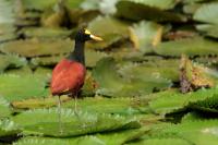 Jacana spinosa