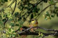 Emberiza cirlus