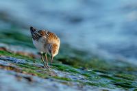 Calidris minuta