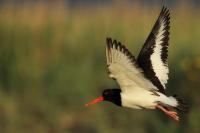 Haematopus ostralegus