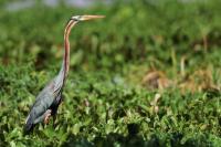 Ardea purpurea