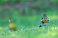 Turdus pilaris