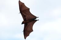 Indian flying fox