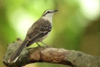 Argentina fauna