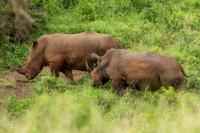 White rhinoceros