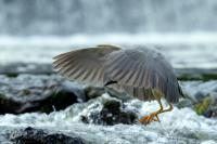 Nycticorax nycticorax