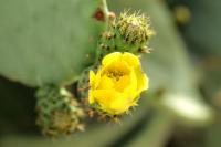 Cyprus FLORA