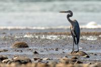 Egretta tricolor