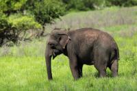 Sri Lankan elephant