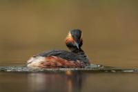 Podiceps nigricollis