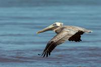 Pelecanus occidentalis