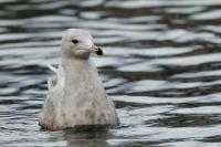 Larus hyperboreus