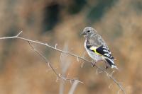 Cyprus FAUNA