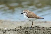 Charadrius leschenaultii