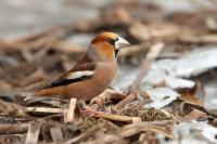 Coccothraustes coccothraustes