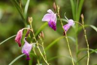 Sri Lanka - Flowers