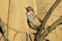 Acrocephalus arundinaceus