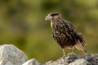 Caracara plancus