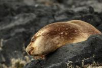 South American sea lion